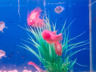 Parrot Fish