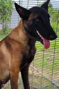 Belgium Puppy
