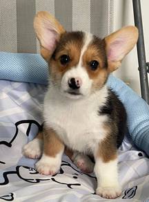 C132 CORGI PUPPIES 🌻fluffy Girl