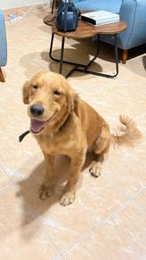 Pet For Adoption
