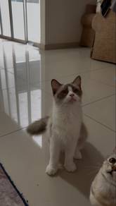 Pure Ragdoll