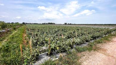 Agricultural Land in Klang, SGR