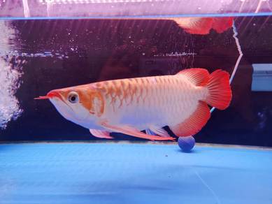specially chosen Super Red Arowana