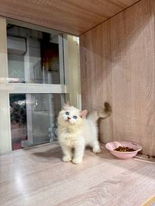 ragdoll cat kitten can send Singapore