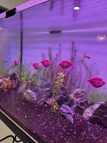 Pink Glofish 5 ekor