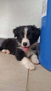 Border Collie male