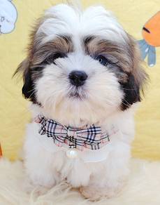Shih Tzu