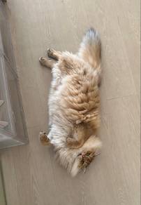 British Longhair Golden cert