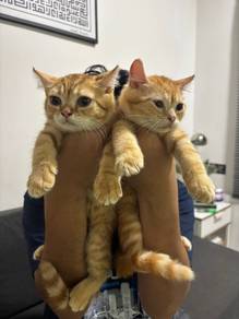 Cat rehome for 2