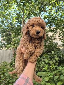 Poodle