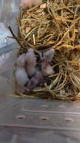 baby poly hamster
