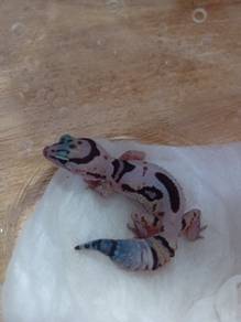 Fattail Gecko