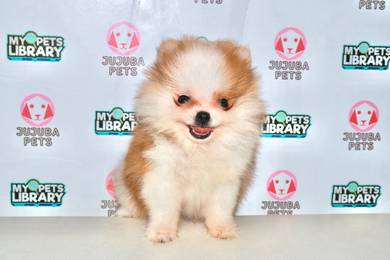 y7 Fluffy Pomeranian Dog