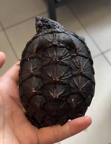 RARE *Black Buddha* Florida Snapping Turtle (FST)