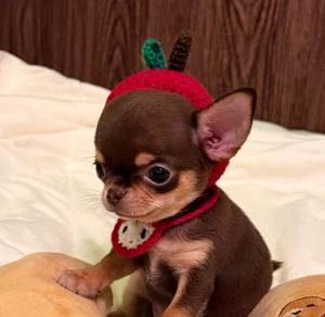 Chihuahua