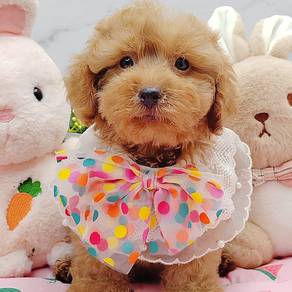 Toy Poodle