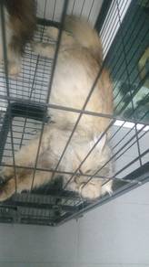 kucing bunting 