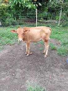 Lembu betina setahun