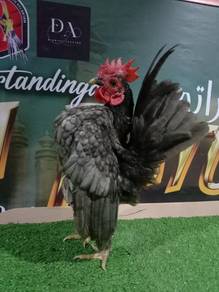 Ayam serama
