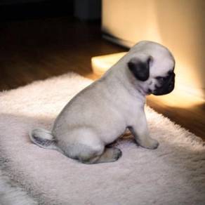 Pug