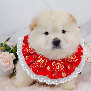 Chow Chow