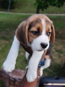 beagle m