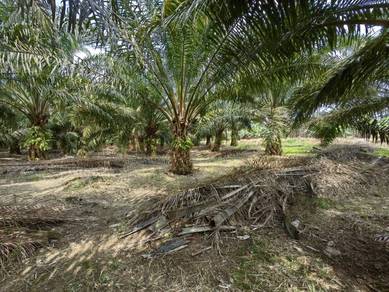 Agricultural Land in Kuala Selangor, SGR