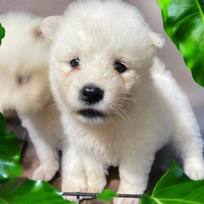 Samoyed pure breed puppies mka and microchip