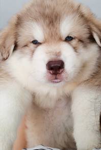 Wooly husky