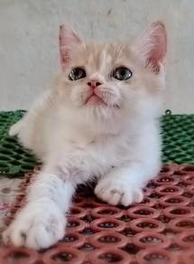 British Shorthair Kitten