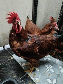 Bibit Ayam Penelur baka RIR (Rhode Island Red)