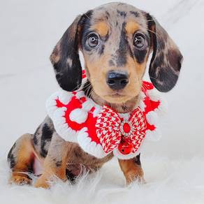 Dachshund