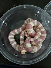 California King Snake 