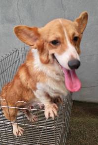 Corgi adoption G199