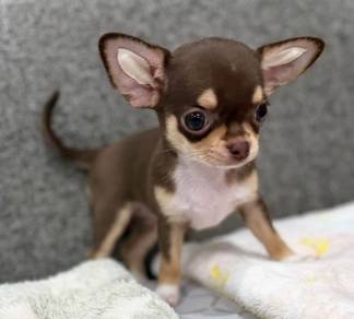 CHIHUAHUA PUPPIES 333 🌷Head Apple Cute Dog