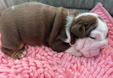 ENGLISH BULLDOG PUPPIES EB382 🐻 BullDog Available