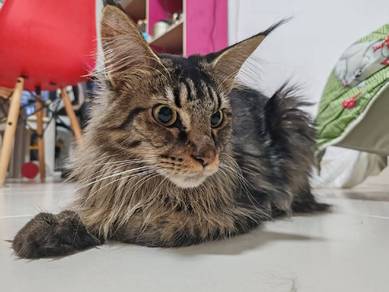 Mainemoon Cat 
