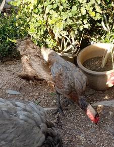 ayam ganoi betina ori 