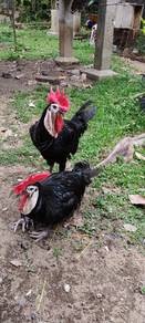 Ayam White Face
