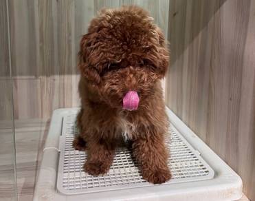 Toy poodle Dog for Sale
