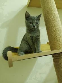 BSH Female Kitten