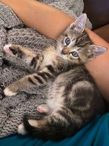 Pure Marble Bengal Kitten