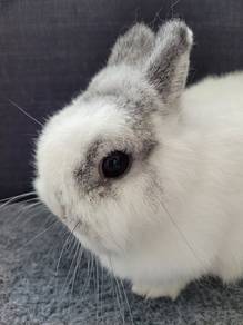 Nd Netherland rabbit