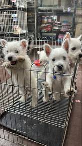 Westie 4male 7female white Puppies