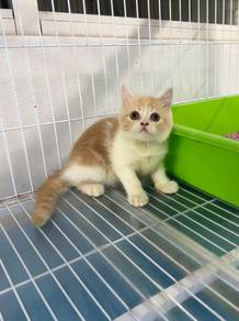 Bicolor BSH kitten