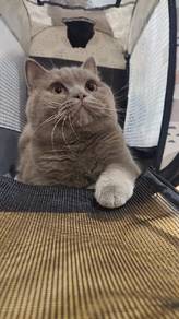 BSH Cat