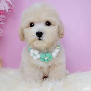 Poodle