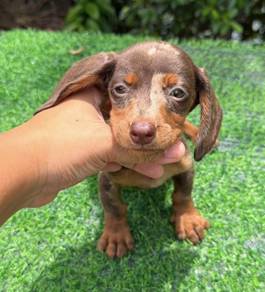 MINIATURE DACHSHUND Puppies 01446🐻 Short-haired
