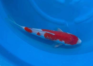 Japan Koi