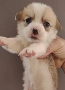 Corgi with tail
